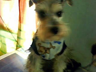 aqui esta willy posando para la foto en la casa con su sueter favorito de perritos azul aqui esta willy posando para la foto en la casa con su sueter favorito de perritos azul